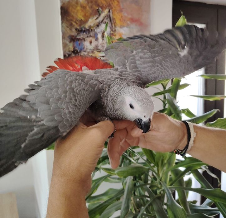 Schimb pui papagal Jako 3 luni mascul !