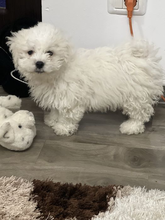 Vand bishon  in varsta de 3 Luni