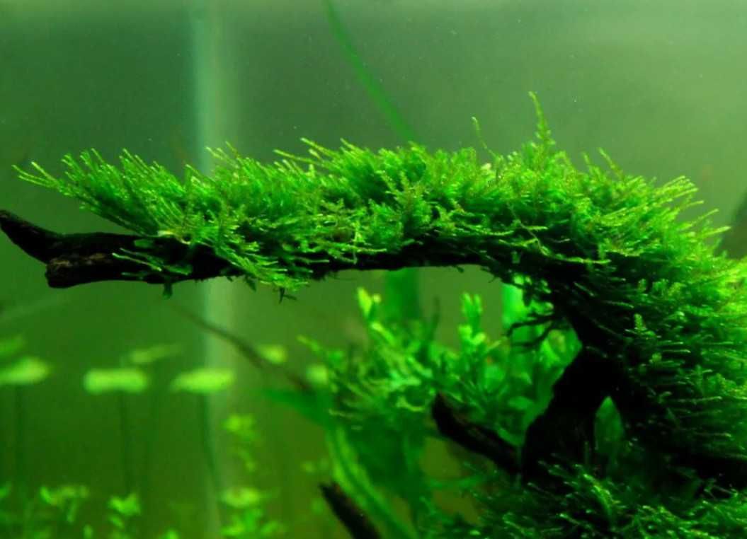 Мох яванский аквариумное растение