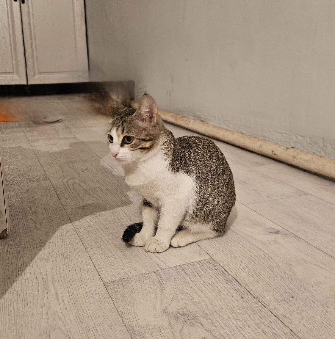 Кошки милые девочки