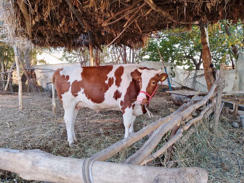 Красный пестрааа