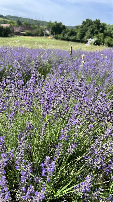 Vand tufe de lavanda in anul 4