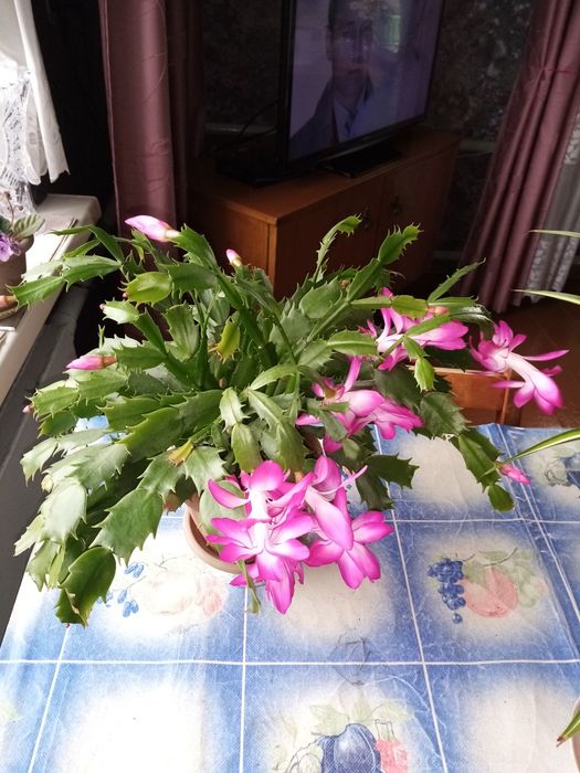 Шлюмбергер цветок комнатный
