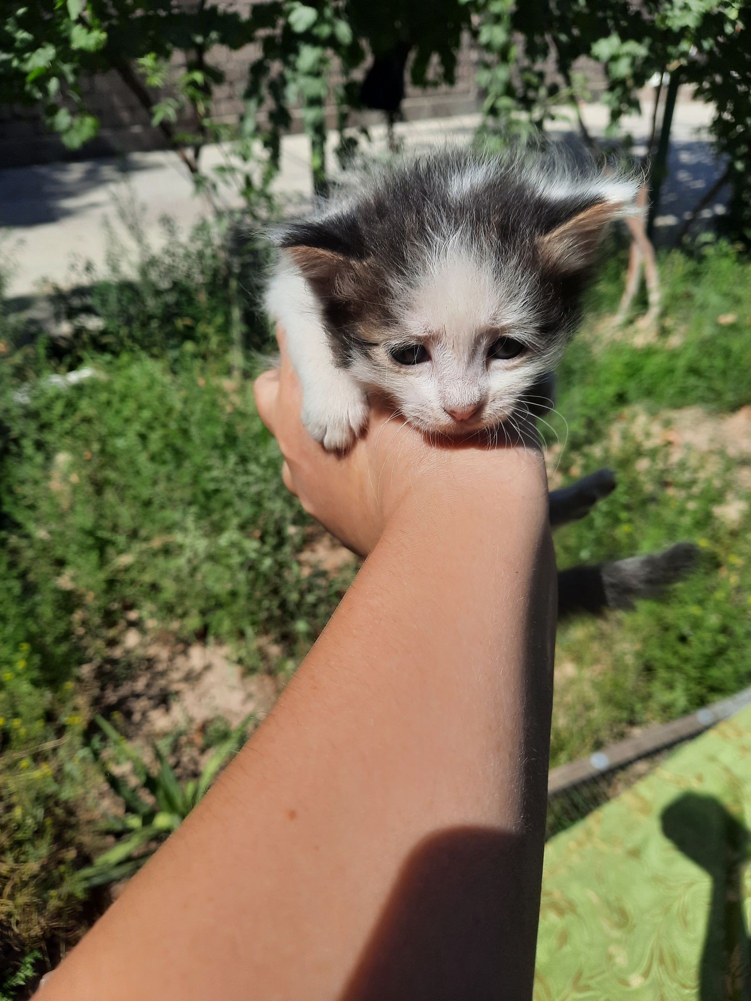 Отдам котят в хорошие ручки,умные, спокойные, игривые красивые котята