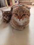 Отдам даром котенка