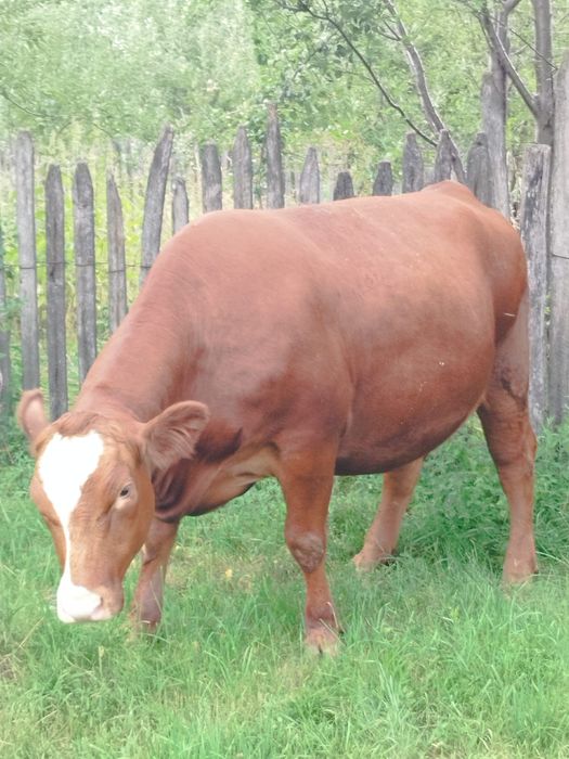 Vaca Red Angus(metis)