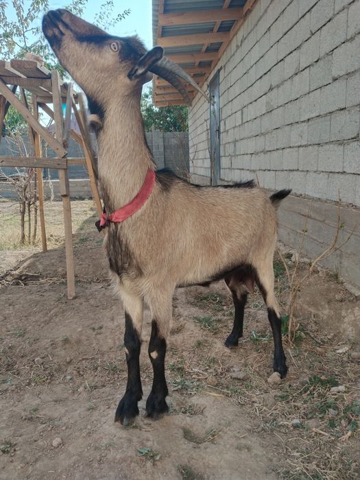 Чешская Коза для продажи