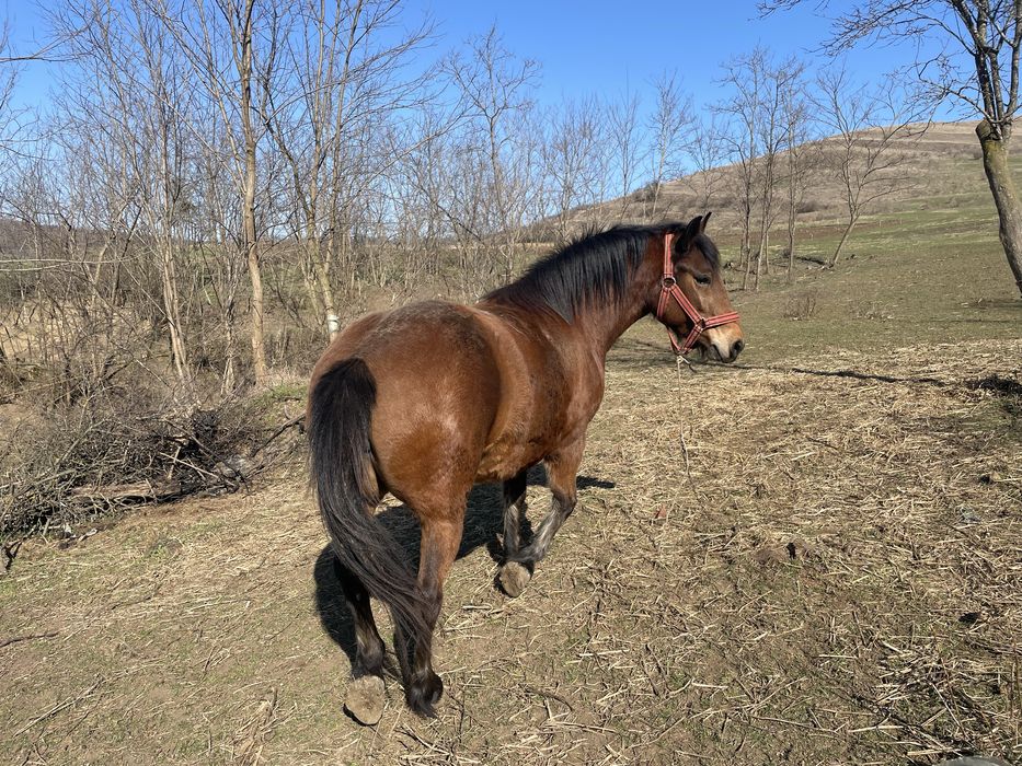 Vand iapa de 4 ani invatata la ham blanda  cu ham in stare perfecta
