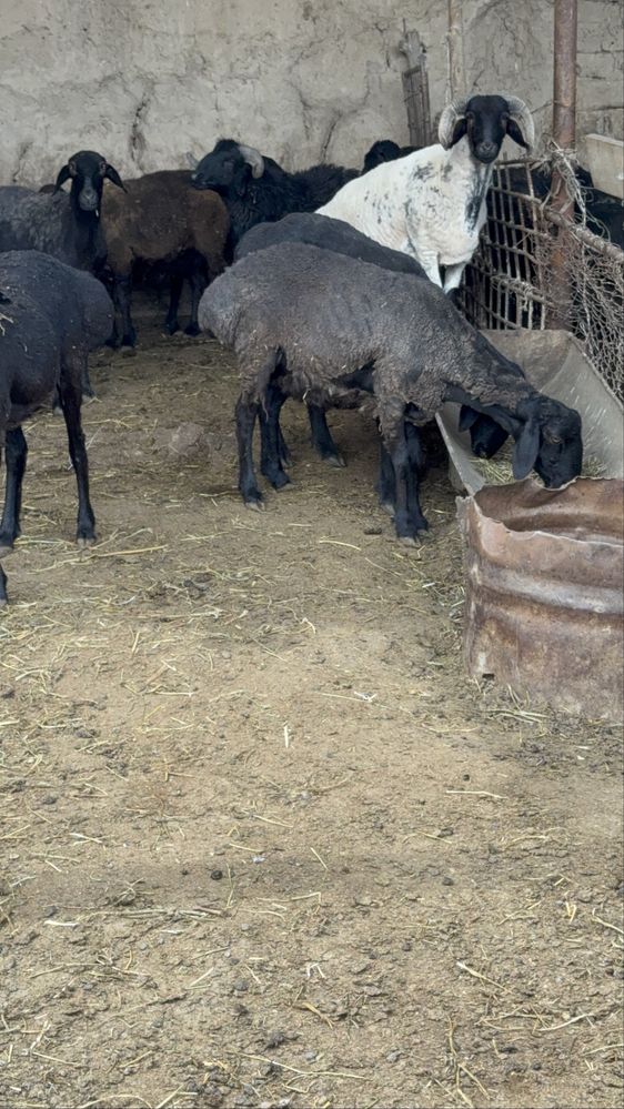 Qo’chqor 35 45 50 kilolik kata kichik boqilgan qo’chqor