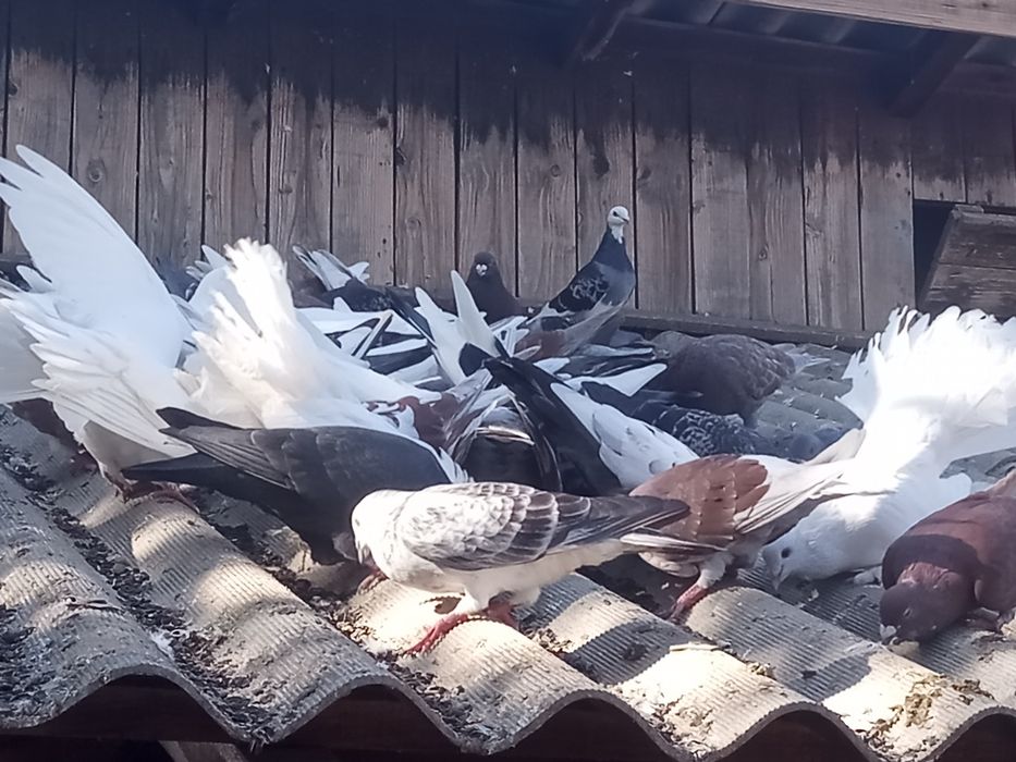 Porumbei de vânzare