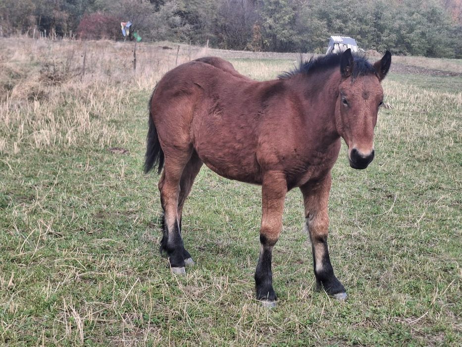 Mânz 5 luni și carlan 1, 5 ani