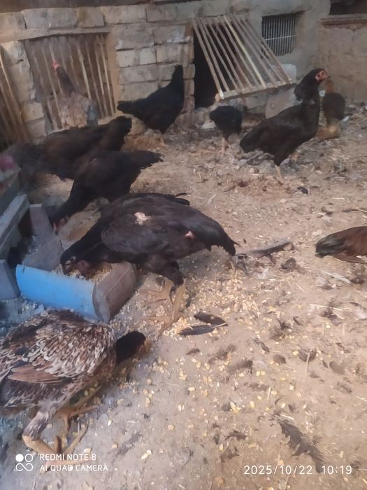 Dakan makiyon jaydari tovuqlar bor