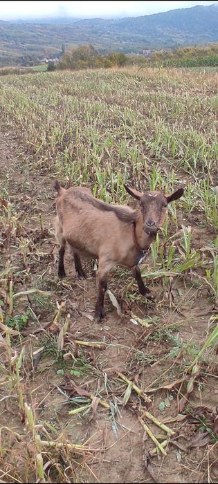 Capra de lapte .