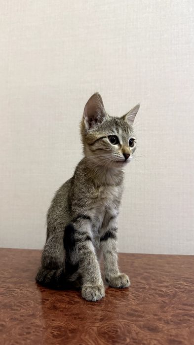 Котенок.  Мушукча
