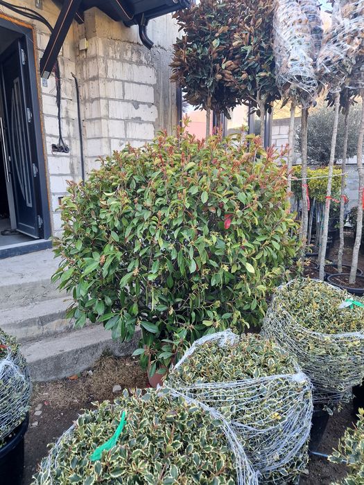 Plante ornamentale exterior si interior ( maslin, palmier, magnolia)