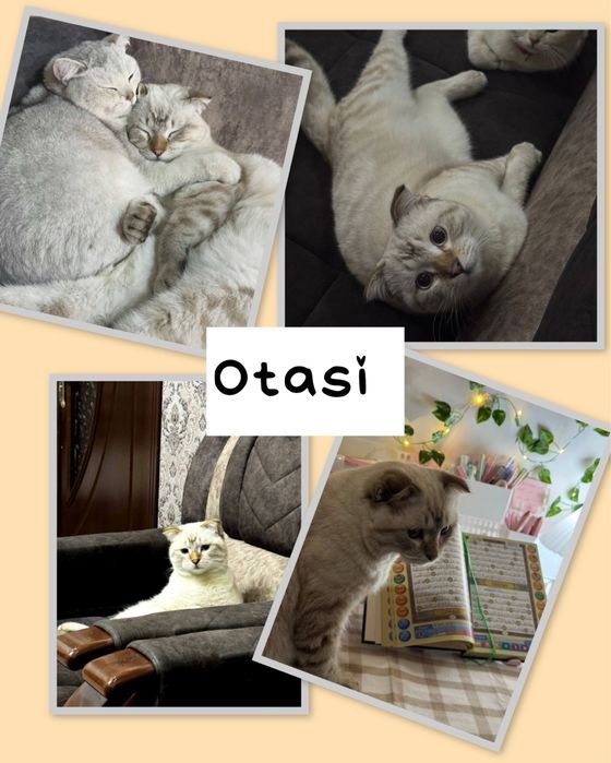 britan Shinshilla bolasi scottish