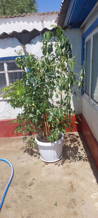 На Продаже Домашний цветок