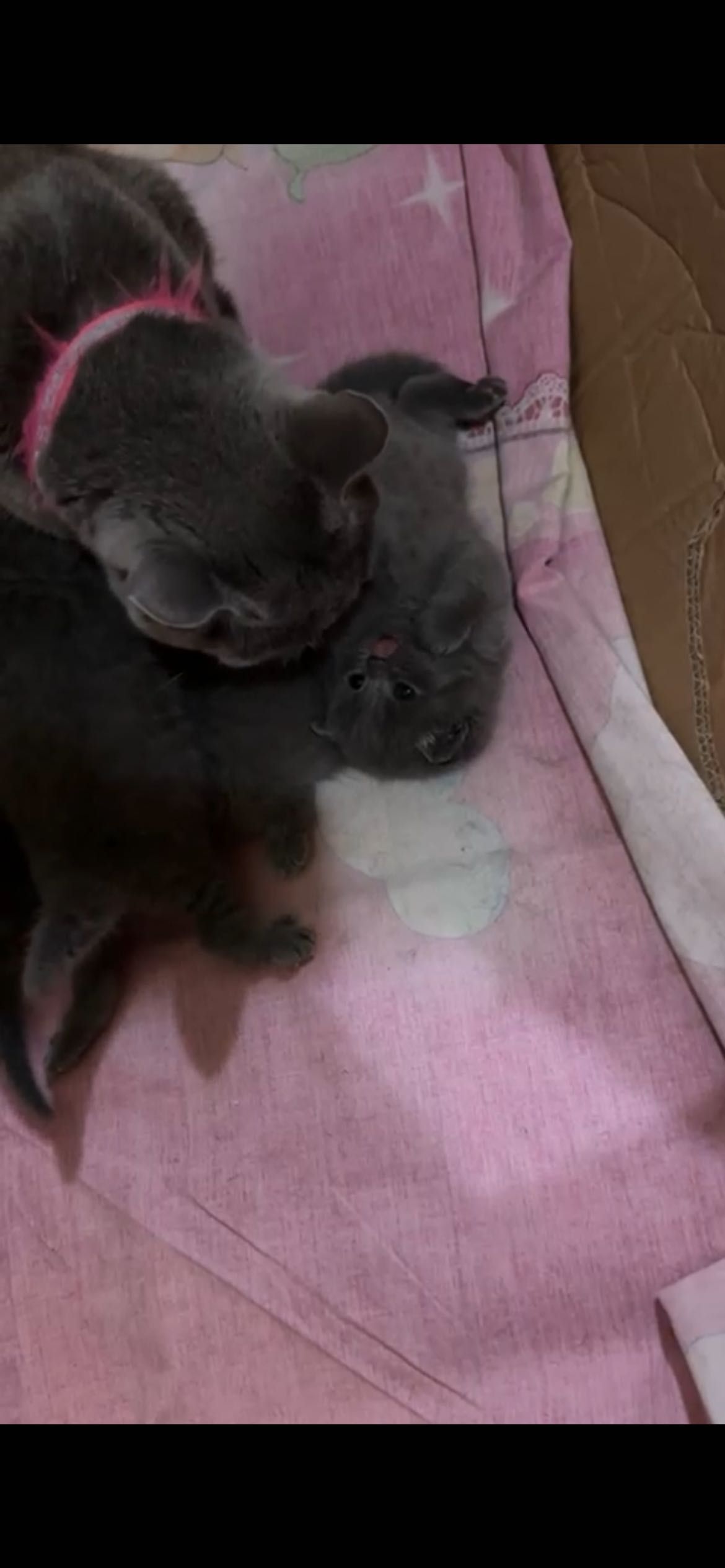 Scottish fold & scottish strayt mushukchalar sotiladi
