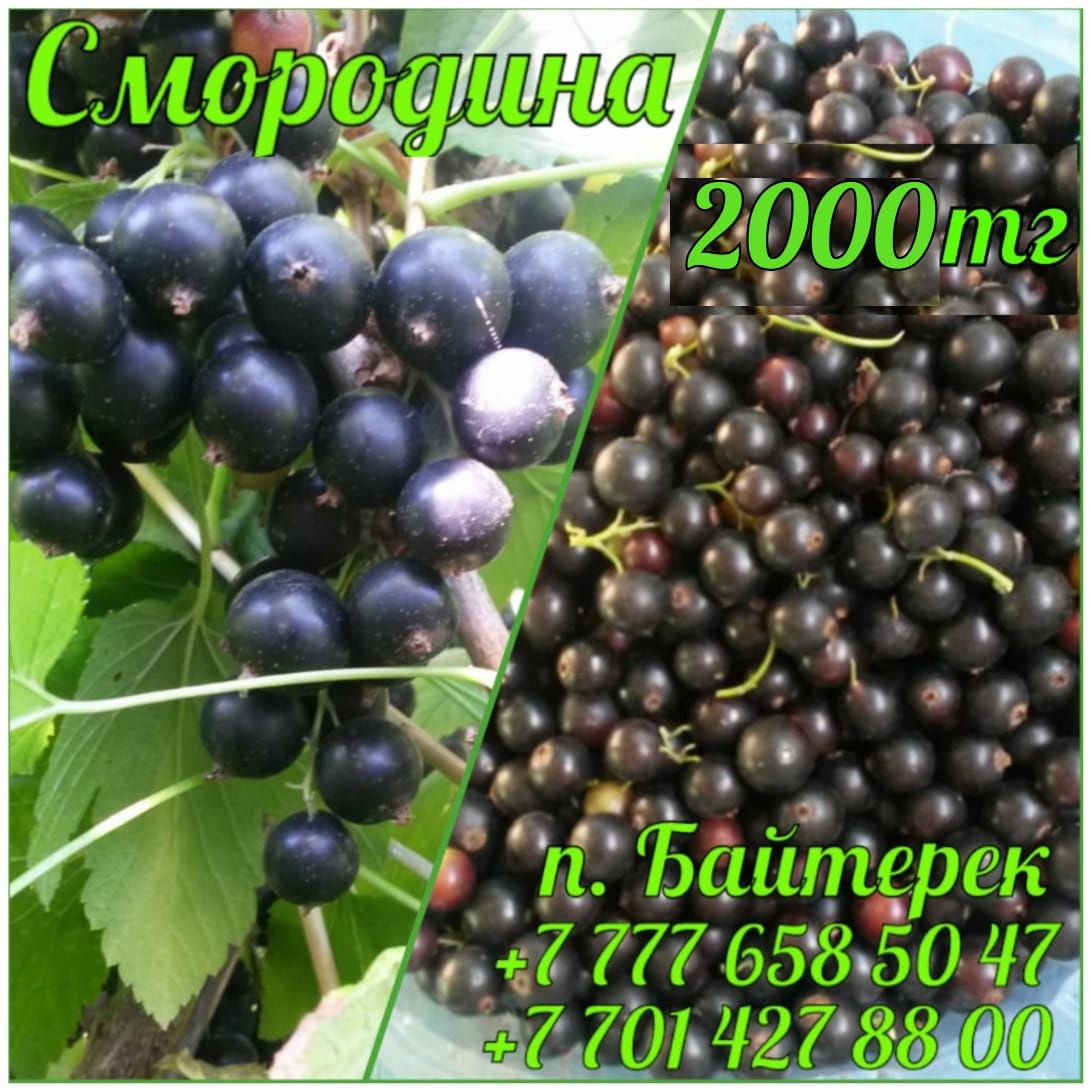 Продам черную смородину