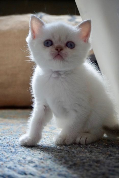 Шотландски и британски котки