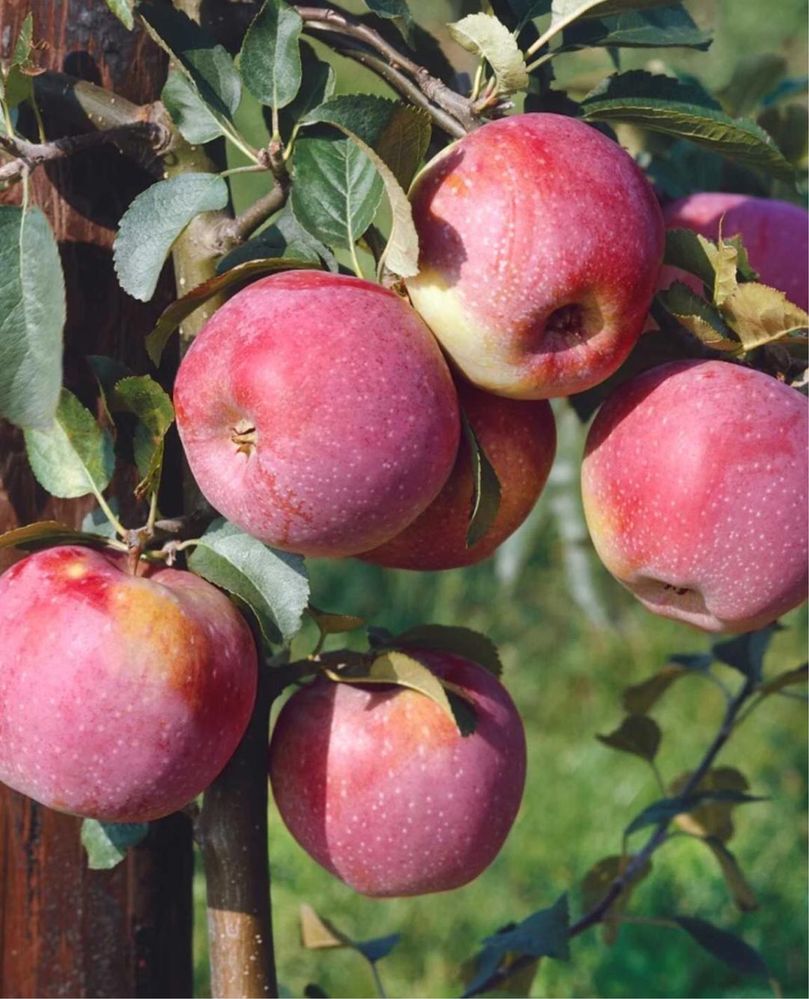 Pomi Fructiferi din Pepinieră