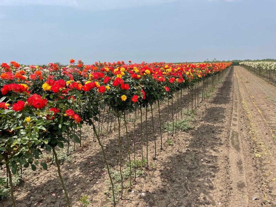 Trandafiri, plante ornamentale și fructiferi – Vânzare și plantare!