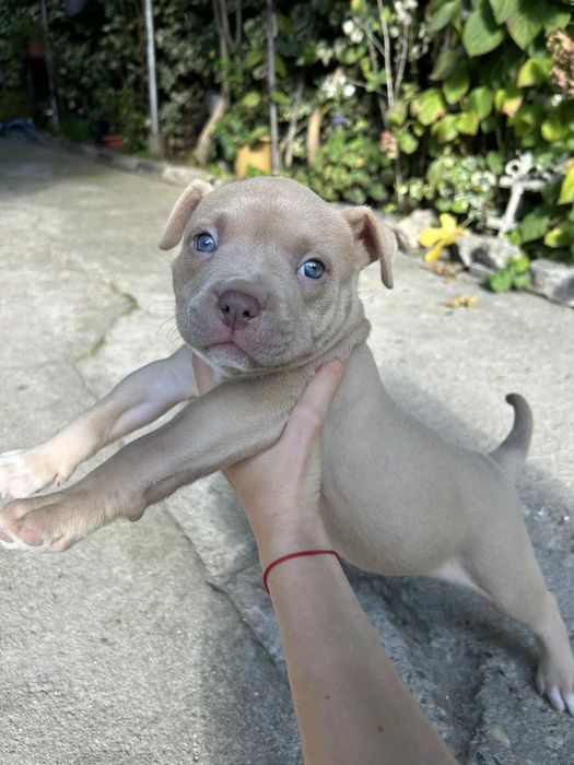 Амерканско були - покет