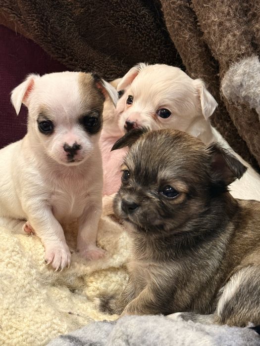 Продавам чихуахуа