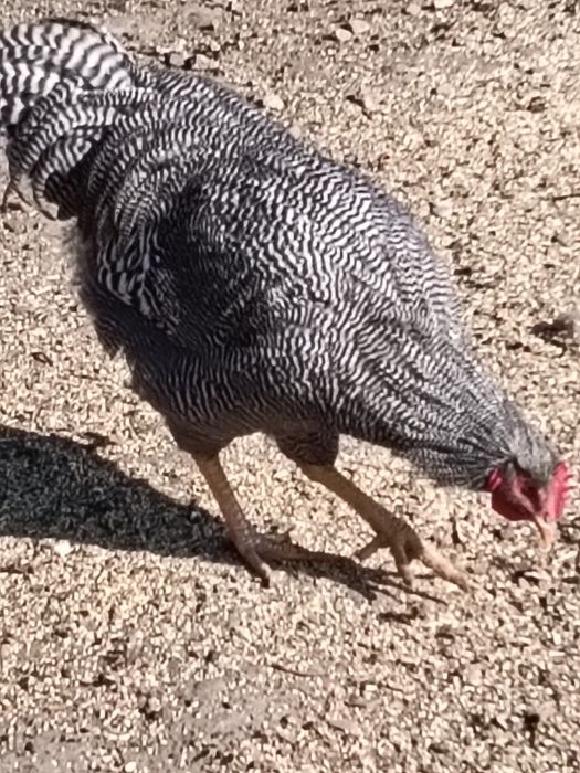 Cocoș, brahma,playmout rock barat