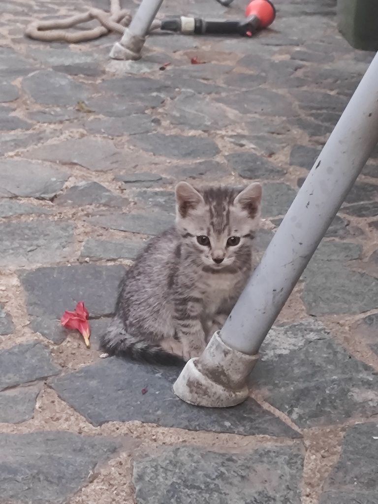 Подарявам 4 котета
