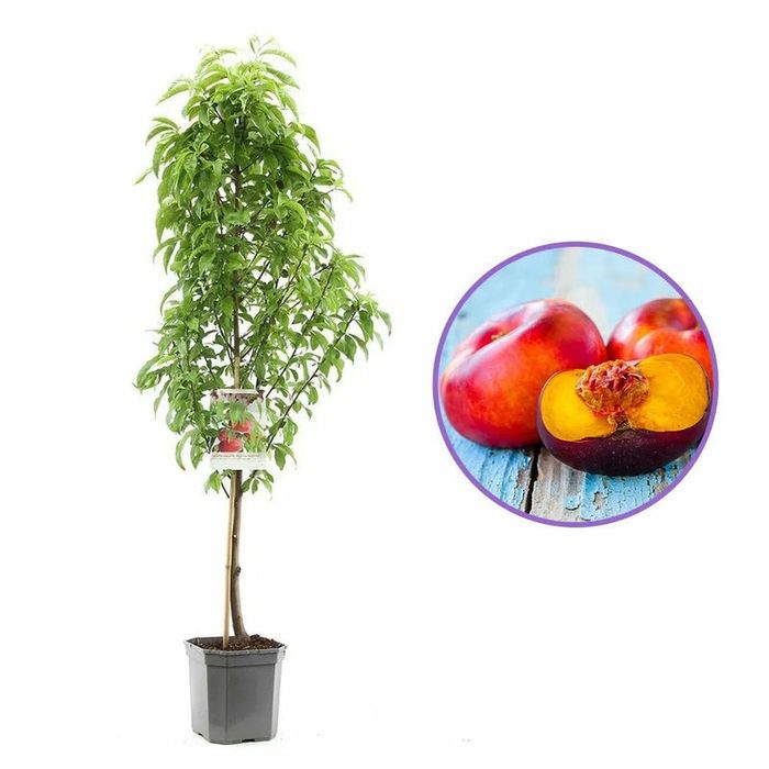 Pomi Fructiferi la Ghiveci (Nectarin )