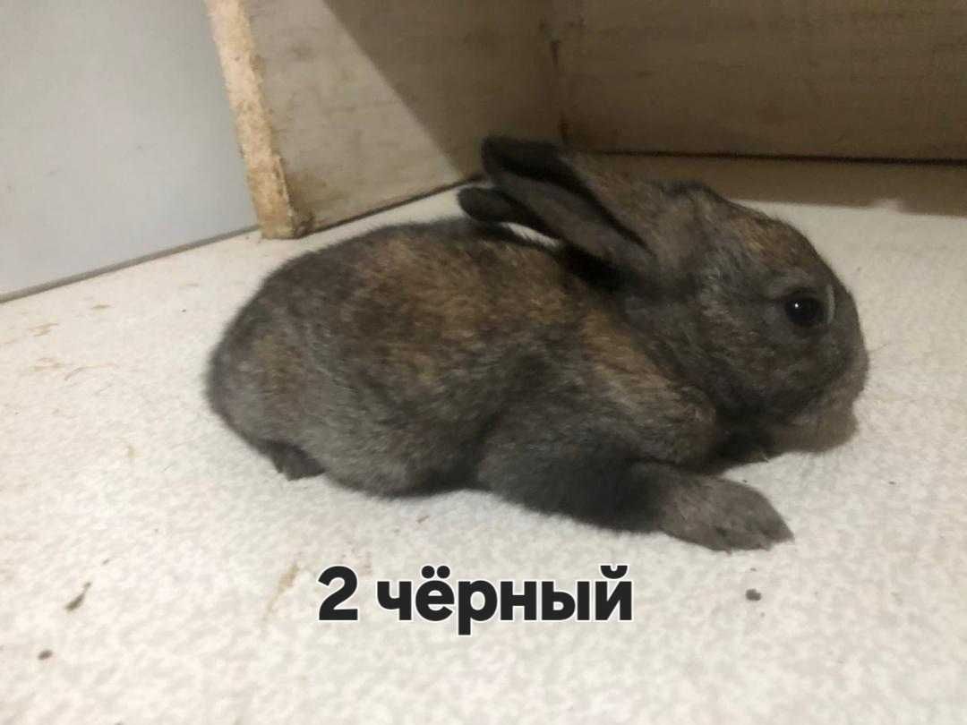 Кролики  малышей