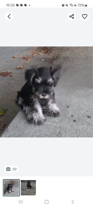 Schnauzer pitic FEMELA