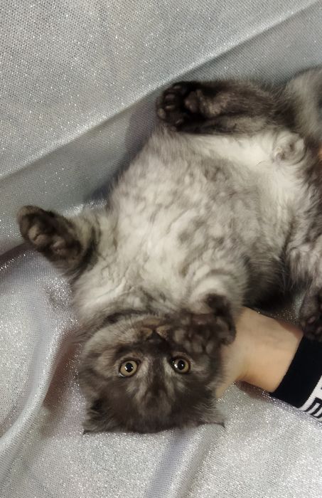 Шотландские котята !