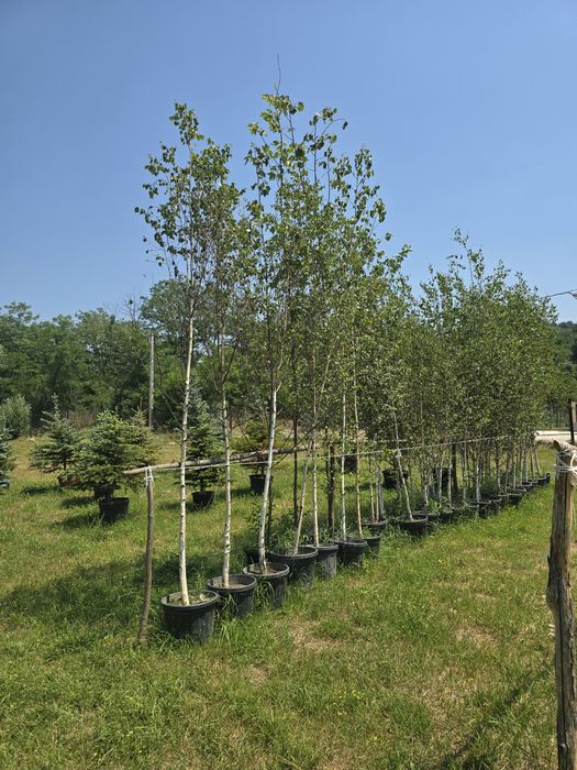 Catalpa platan tei mesteacăn