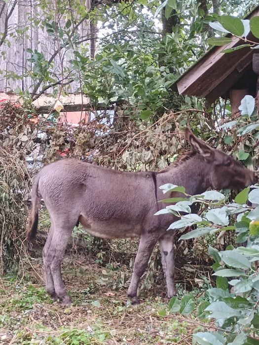 Magar tanar talie mijlocie