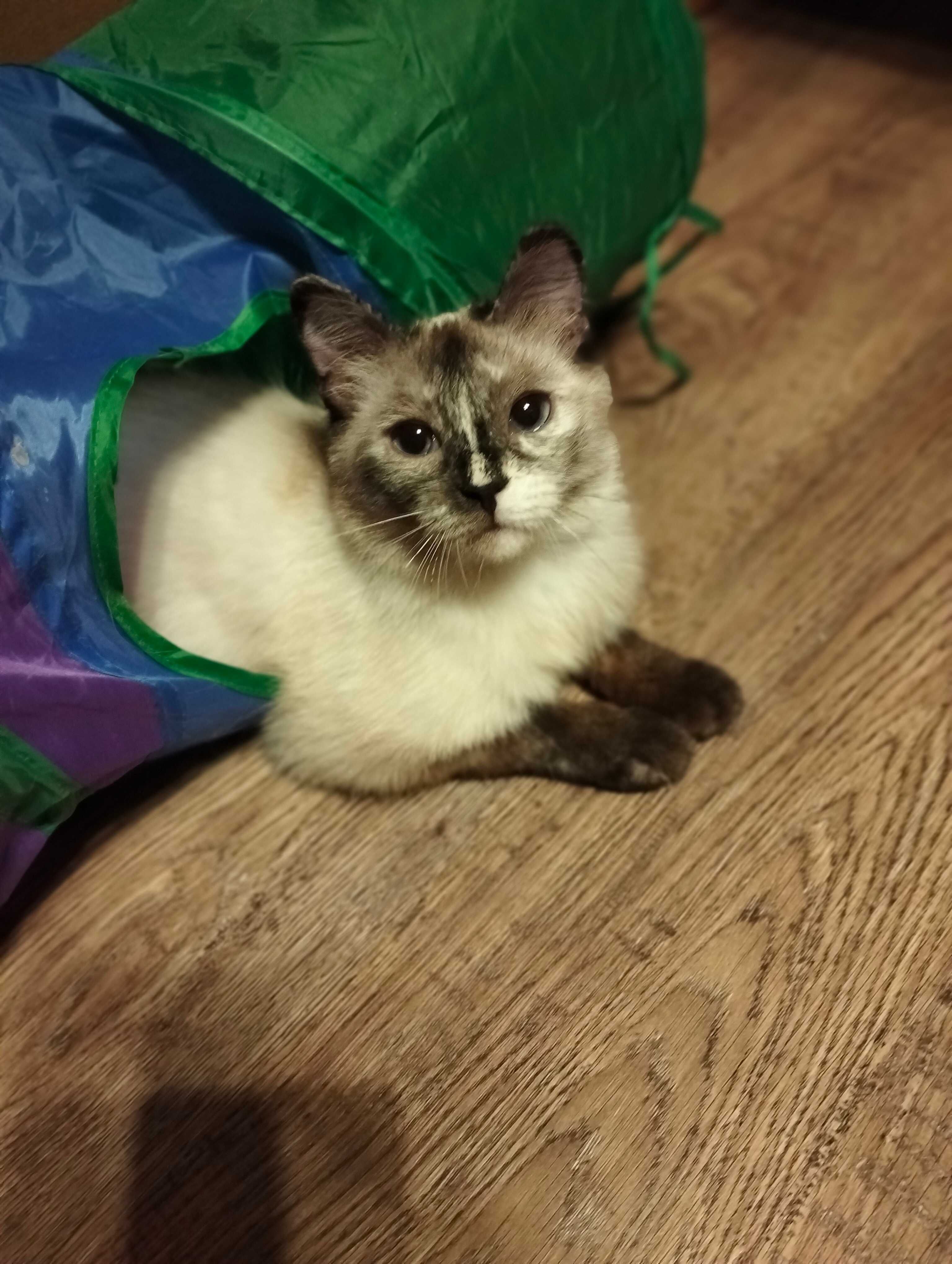 Кокошенка -волшебная кошачья принцесса