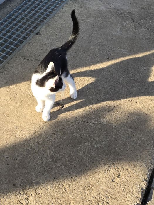 Pui de pisica ,4 fete și un băiat în vârstă de 3 luni