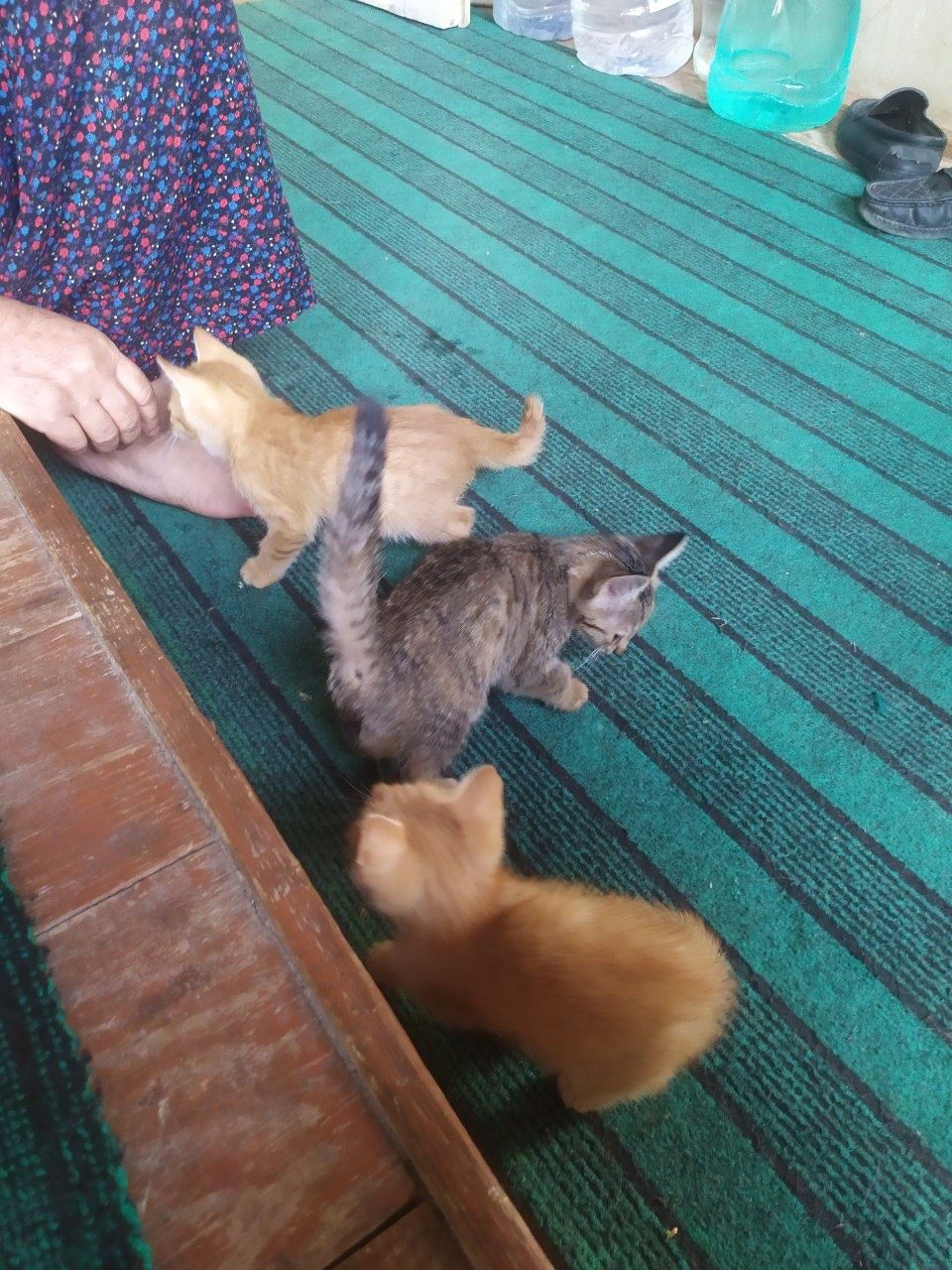 Sog'lom, aqlli, hech narsani saylamaydi