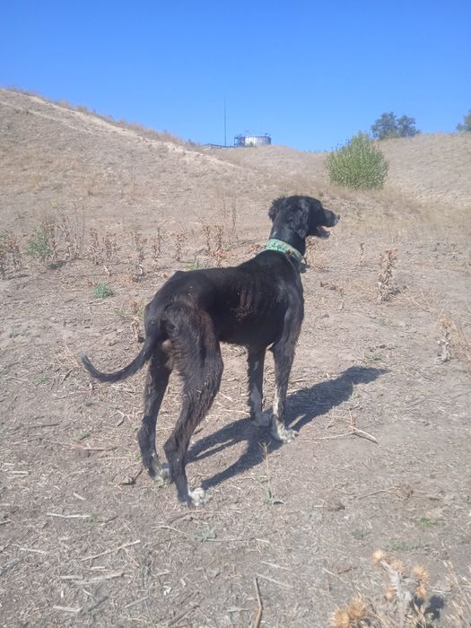 Тазы күшыктер бар ұргашы сатылады екы айлық