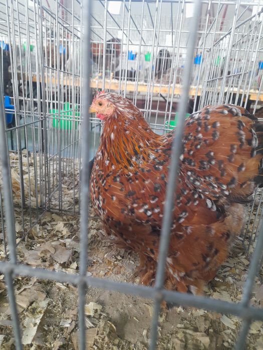 Ouă și pui rase pitice și Brahma