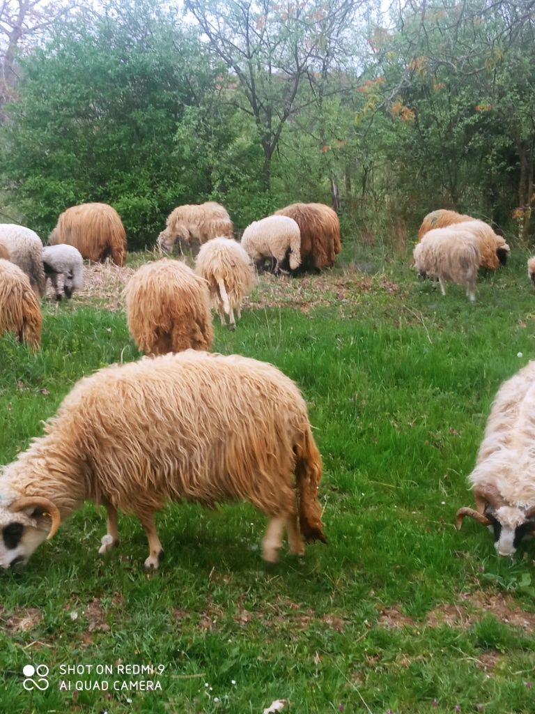 Vand oi breze cu miei