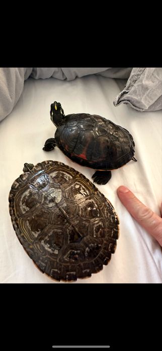 Broască țestoasă cu tâmple galbene 15 cm