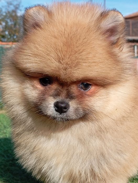 Померан померанчета