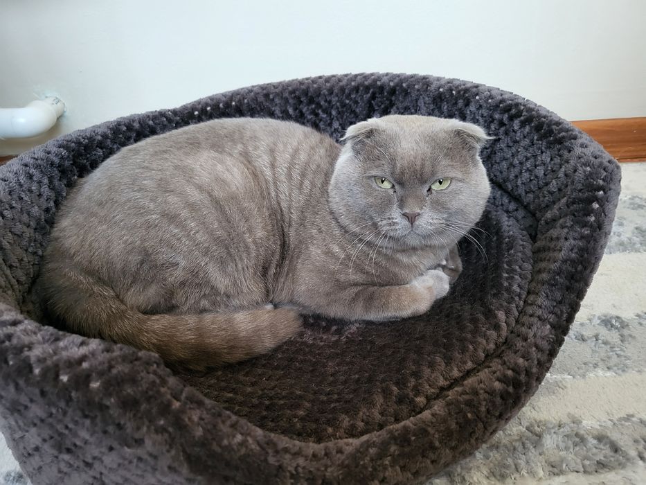 Отдам кота в добрые руки