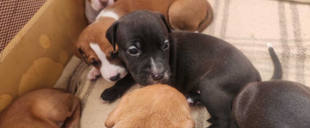 Американски питбул