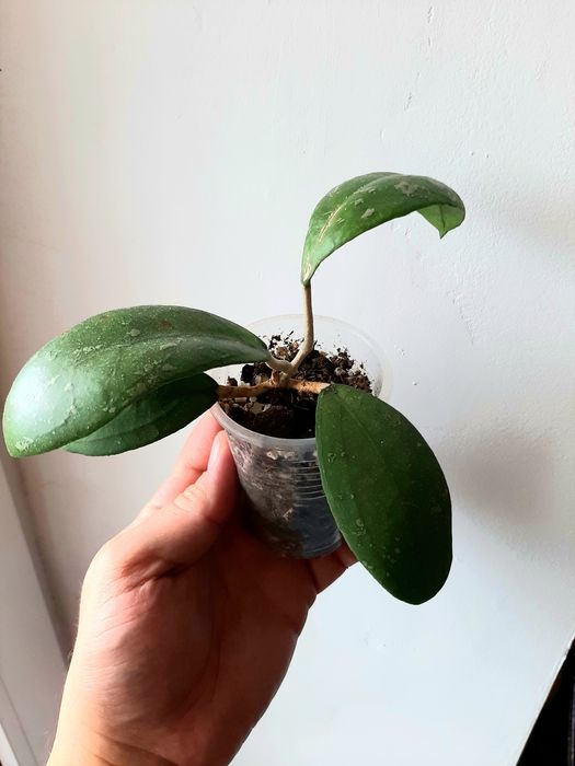 Хойя, черенки укорененные