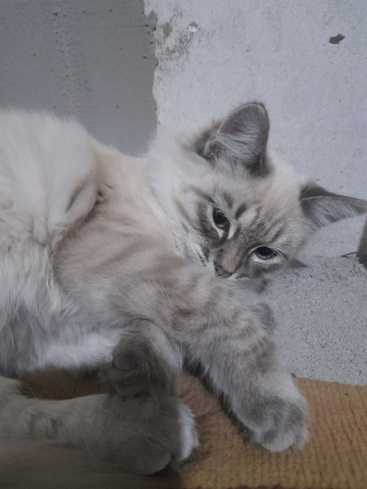Срочно отдам в хорошие руки