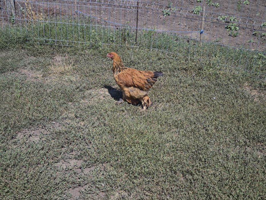 Vând păsări de țară