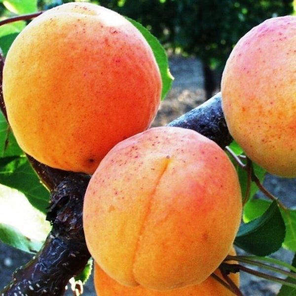 Pomi stravechi glia stramoseasca soiuri de CAIS